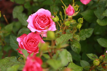 red roses in garden
