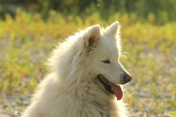 Profil von einem weißen Hund mit viel Fell