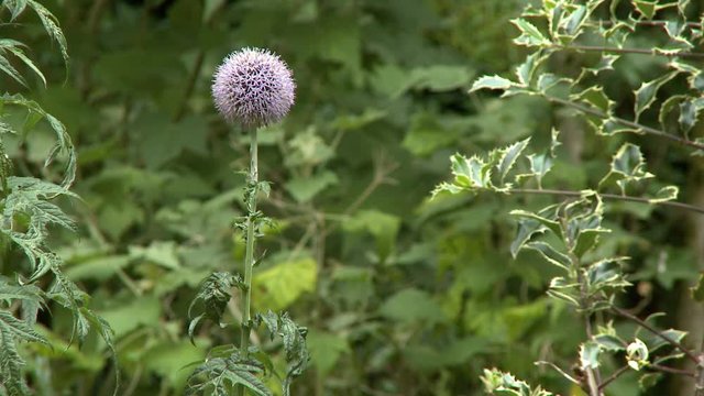 Steady, medium close up shot of a echinops globe flower.