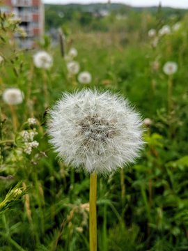 Dandelion head with seeds in a grassy meadow