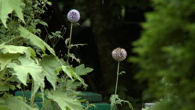 Steady, medium close up shot of two echinops flowers in a wooded area.
