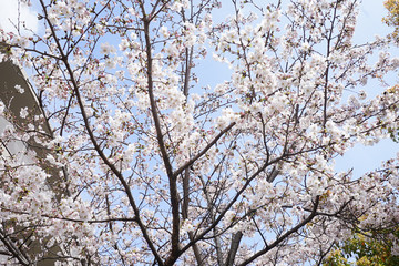 住宅街の染井吉野