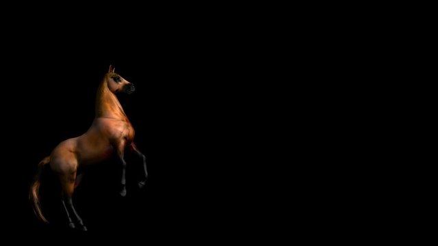  Brown horse pesade on black.mov