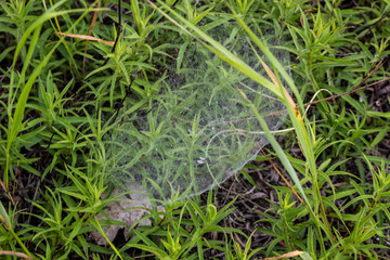 Natural background of green plants. Vegetation in the natural environment.