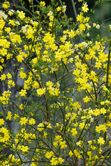 レンギョウの黄色い花