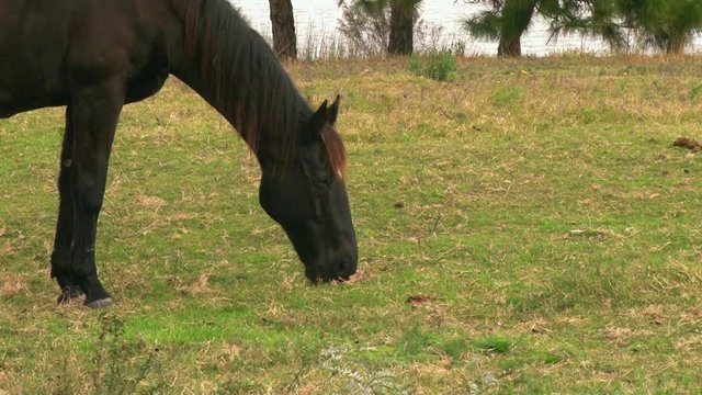 Vemos la cabeza de un gran caballo negro que esta comiendo pasto en en el campo