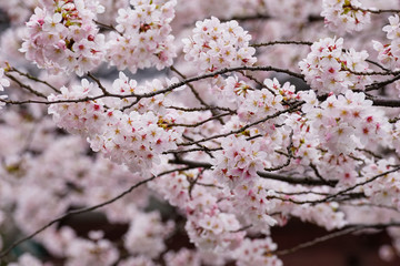 満開の桜の花（染井吉野）
