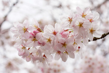 桜の花（染井吉野）