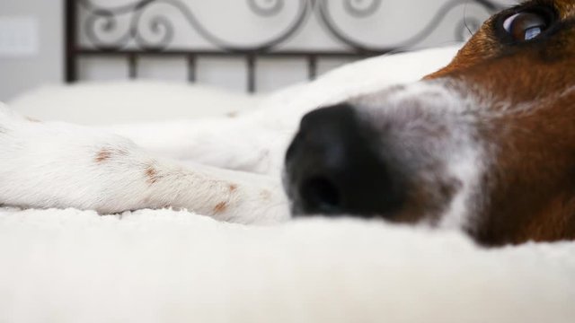 Sweet Jack Russell Terrier puppy laying in a bed. Lifestyle shot of a rescue dog enjoying felling safe in its adoptive home. Macro shot shows loving family pets and dog friendly hotels.