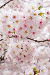 桜の花（染井吉野）