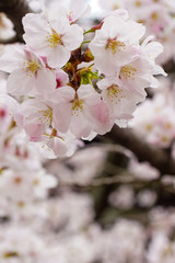 桜の花（染井吉野）