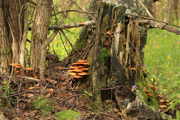 stump in the forest
