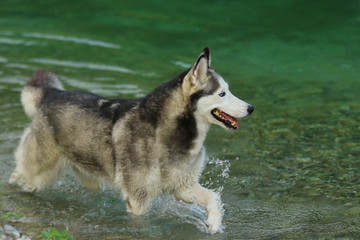 Husky im Wasser