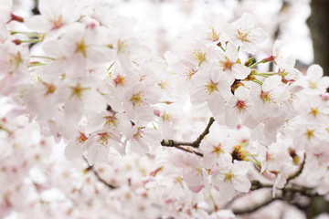 桜の花（染井吉野）