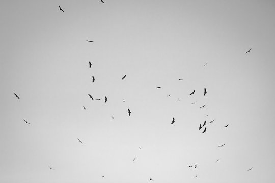 silhouette of f lock of vultures flying above hill in black and white, spooky