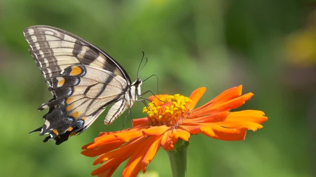 Tiger swallowtail butterfly on an orange flower
