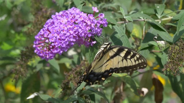 Tiger swallowtail butterfly on a purple flower3