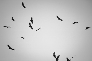 silhouette of f lock of vultures flying above hill in black and white, spooky - Powered by Adobe
