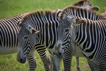 Fototapeta na wymiar Herd of Grevy's zebra standing outside in green grass
