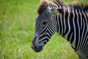 Fototapeta na wymiar Grevy's zebra grazing outside on green grass