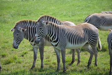 Fototapeta na wymiar Herd of Grevy's zebra grazing outside