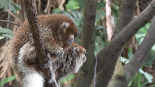 White-eared titi monkies eating