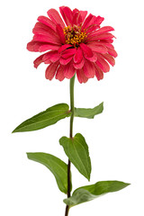 Red flower of zinnia, isolated on white background