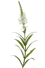 White flowers of physostegia, Physostegia virginiana, isolated on white background