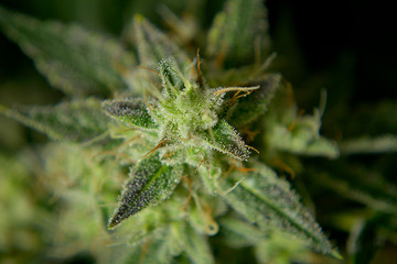 Denver Colorado 420 Weed