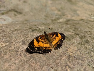 yellow and black monarch butterfly sitting on rock