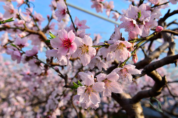 In full bloom in the peach blossom