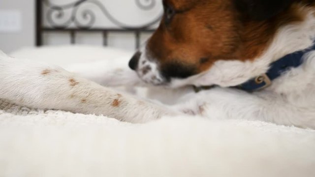 Closeup of a Jack Russell Terrier licking its paws in bed. The pure breed rescue dog cleans his feet before bed. Lifestyle shot shows loving family pets and dog friendly hotels.