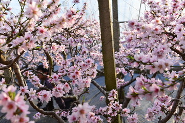 In full bloom in the peach blossom