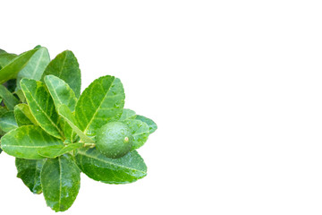 Lime lemon leaf isolated on white background