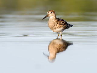 Pectoral Sandpiper  with Reflection Foraging on the Pond