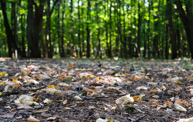 Summer or autumn forest or park sunny landscape. Dry colorful leaves on the ground, beautiful blurred green trees in the background. Selective focus.