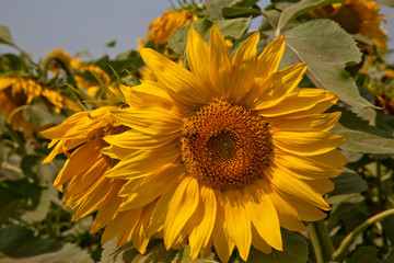 Fields of sunflowers in Bashkortostan.