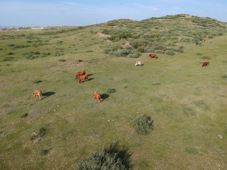 Cattle herd of the grasslands