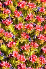 Tajinaste Flower of Tenerife Island