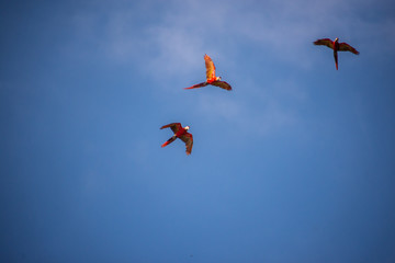 Parrots © Cristian