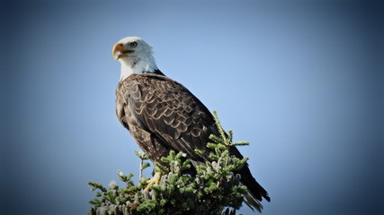 bird of prey