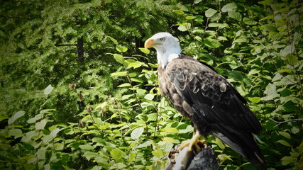 portrait of an american bald eagle