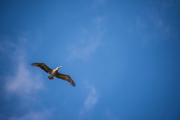 Fototapeta na wymiar Pelican in the sky
