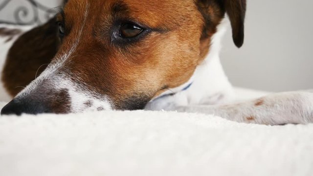 Dog falling asleep in bed. A pure breed Jack Russell Terrier rescue enjoys it's new adoptive home. Macro shot shows loving family pets and dog friendly hotels.