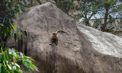 Young macaque monkey sitting on a tree in Sri Lanka