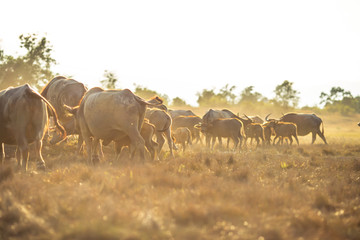background animals that live together in groups (buffalo herds, cows),are constantly blurred movements in food,animals that can be used in agriculture,rice farming, cultivation in flat areas general