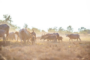 background animals that live together in groups (buffalo herds, cows),are constantly blurred movements in food,animals that can be used in agriculture,rice farming, cultivation in flat areas general