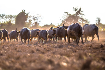 background animals that live together in groups (buffalo herds, cows),are constantly blurred...