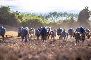 background animals that live together in groups (buffalo herds, cows),are constantly blurred...