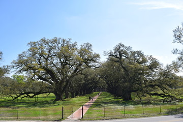 house/cotton plantation view in new orleans